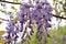 Wisteria blooms on an overcast day, closeup