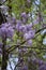 Wisteria Blooms in Spring