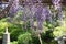 Wisteria blossoms