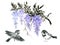 Wisteria blue purple foliage bouquet and little bird black and white gold fish ink watercolor asian style Traditional oriental