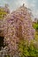 Wisteria bush with beautiful blooming bunches with purple flowers and green leaves