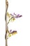 Wisteria on a cane