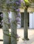 Wisteria climbing pillars