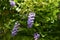 Wisteria climbing vine flowers