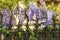 Wisteria clings to an iron grate fence.