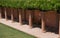 Wisteria covered walkway