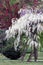 Wisteria floribunda `Alba` or white japanise wisteria