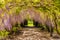 Wisteria Flower Tunnel, Hampton Court Castle, Herefordshire, England.