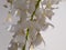 Wisteria flowering plants in white and insects.