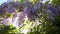 Wisteria flowers blooming in spring garden. Vines of wisteria bush hanging off fence. Violet sunset blossom