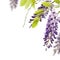 Wisteria flowers, floral design element