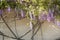 Wisteria flowers hanging