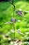 Wisteria flowers on a hanging branch, with a green background