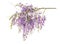 Wisteria flowers isolated