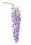 Wisteria flowers isolated