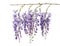 Wisteria flowers isolated