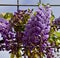 Wisteria flowers on metal fence