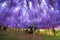 Wisteria garden