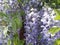 Wisteria garden details