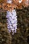 Wisteria glycine flowers