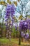 Wisteria hanging closeup vertical