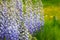 Wisteria, Japanese Wisteria, hanging white blue purple flowers