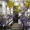 Wisteria and laburnum trees in full bloom growing outside a white painted house in Kensington London