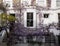 Wisteria and laburnum trees in full bloom growing outside a white painted house in Kensington London