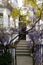 Wisteria and laburnum trees in full bloom growing outside a white painted house in Kensington London