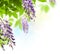 Wisteria leaf and flower in spring