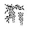 wisteria liana glyph icon vector illustration