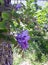 wisteria, lilac, purple, climbing plant, flowering garden, wisteria flower cluster