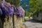 Wisteria on the low wall along a country path.