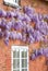 Wisteria plant with flowers growing on a house wall, UK