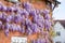 Wisteria plant with flowers growing on a house wall, UK