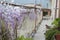 Wisteria Plant in an Old Courtyard With Other Flowers