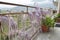 Wisteria Plant in an Old Courtyard With Other Flowers