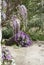 Wisteria Plant in an Old Courtyard With Other Flowers