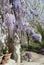 Wisteria Plant in an Old Courtyard With Other Flowers