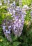 Wisteria purple bright flowers in spring