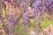 Wisteria purple flowers blooming