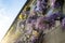 Wisteria with purple flowers on the facade of the building. Climbing vine, natural home decoration.