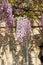 Wisteria racemes