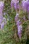 Wisteria shrub close-up