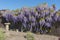 Wisteria shrub in full flower in springtime covering and hiding