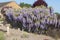 Wisteria shrub in full flower in springtime covering and hiding