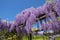 Wisteria sinensis