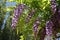 Wisteria sinensis black dragon