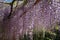 Wisteria sinensis flowering