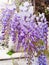 Wisteria Sinensis flowers cascading on branch